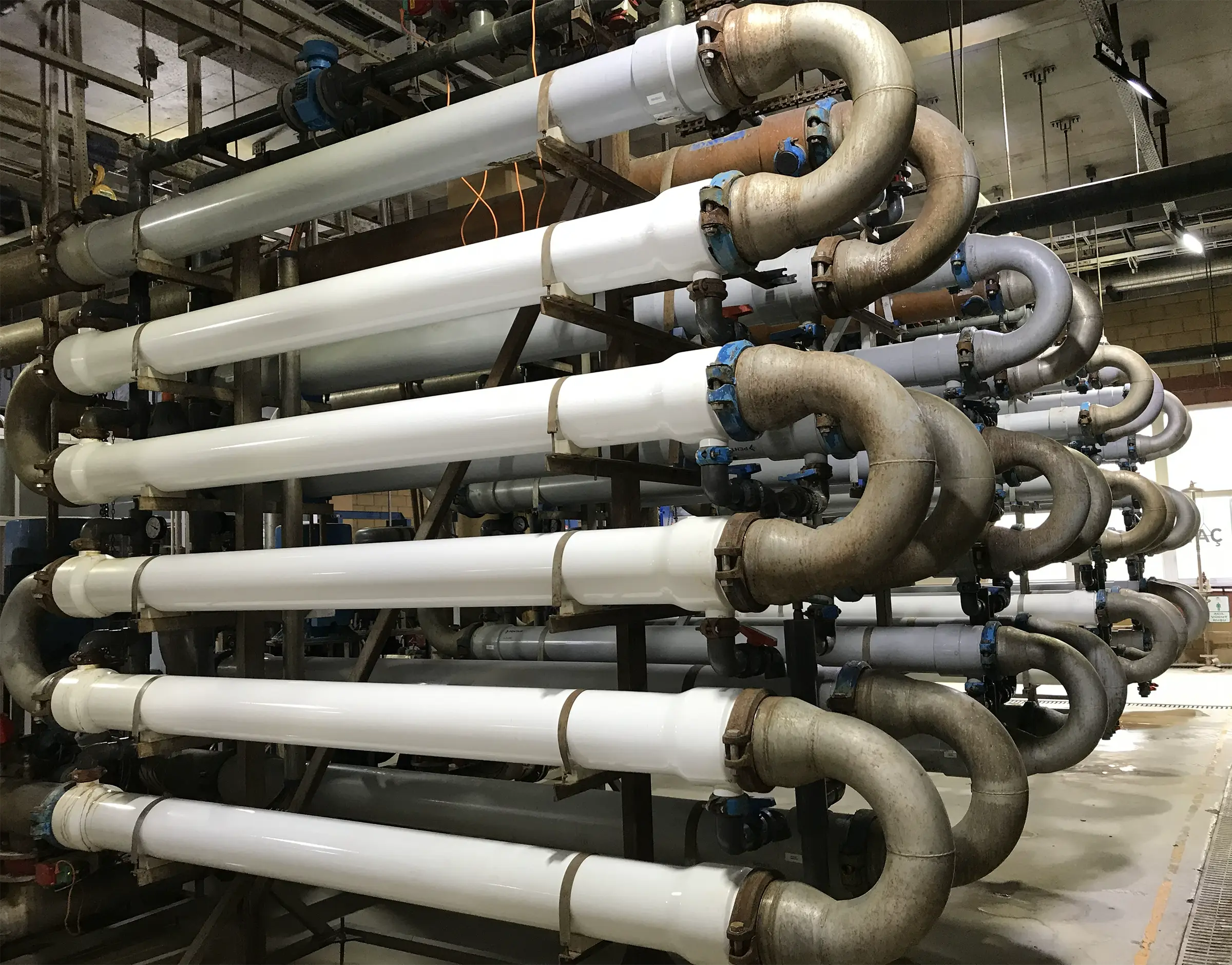 Longtime running plant